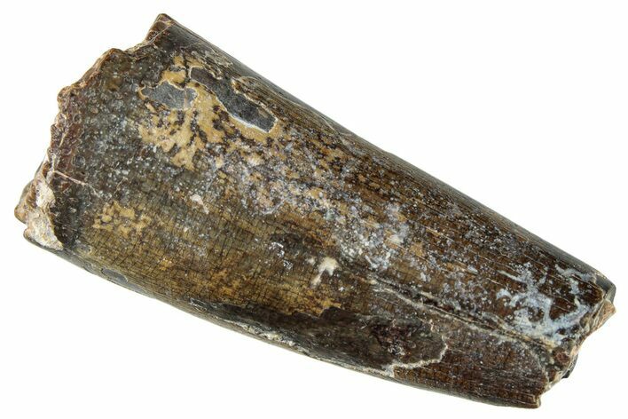 Dinosaur-Eating Crocodile (Sarcosuchus) Tooth - Niger #282071
